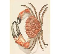 John James Wild Tasmanian Giant Crab Pseudocarcinus Gigas Large Art Print Poster Wall Decor Premium Mural
