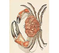 John James Wild Tasmanian Giant Crab Pseudocarcinus Gigas Unframed Wall Art Print Poster Home Decor Premium