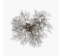 John Metcalfe – Tree – CD – US Import (Realworld)