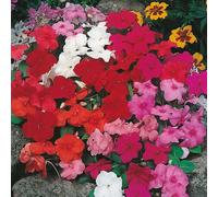 Johnsons Busy Lizzie Safari Mixed F2 Seeds