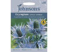 Johnsons Eryngium Alpinum Superbum Flower Seeds