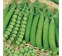 Johnsons Pea Early Douce Provence Seeds