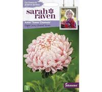 Johnsons Sarah Raven Aster Tower Chamois Flower Seeds