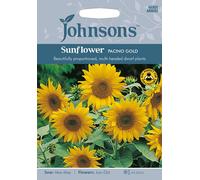Johnsons Sunflower Pacino Gold Seeds