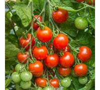 Johnsons Tomato Gardener's Delight Seeds