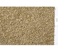 Johnston & Jeff White Sunflowerseed