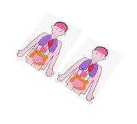 JOINPAYA 2 Sets DIY Human Organs Teaching Aid for Interactive Models for Cognitive Development Creativity and Motor Skills Educational Resource for Boys