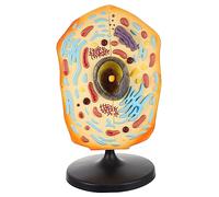 JOINPAYA Educational Animal Cell Model for Biology Teaching Anatomical Animal Cell Structure with Realistic Details Visual Aid for Students and Teachers in Middle School