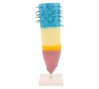 JOINPAYA Plant Anatomy Model: Corn Plant Root Profile Model Educational For Biology Teaching Study Display Study Anatomical Teaching Tool