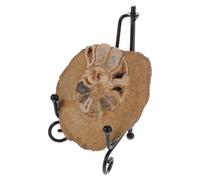 JOINPAYA Visually Stunning Ammonite Model Mineral Specimen with Aesthetic Charm, for Table Decor and Teaching Tool, for Geology Enthusiasts and Science Education