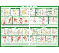 Joint Anatomy Chart Series (A2 Paper Format, Spine and Lower Limb Anatomy Chart)