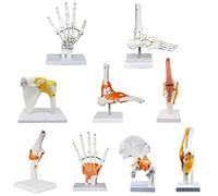 Joint Model Anatomical Skeleton Model Human Body 8 Main Joint Models Shoulder Elbow Hip Knee Hand Foot Joint Bones Model