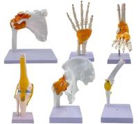 Joint Models Set of 6 for Teaching - Life-Size Anatomical Models of Shoulder, Elbow, Hip, Knee, Hand, and Feet with Ligaments