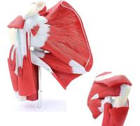 Joint Shoulder Joint Model Human Shoulder Joint with Muscle Anatomical Model Joint Model with The Numbers Shoulder Joint Model Bone Model