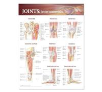 Joints of the Lower Extremities Anatomical Chart