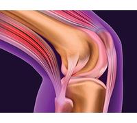 Joints: Structure Determines Function