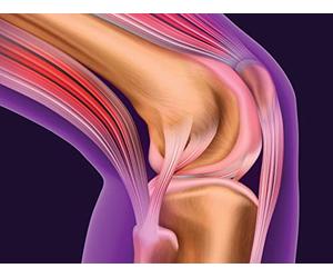 Joints: Structure Determines Function