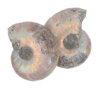 jojofuny Educational Ammonite Models Sliced Mineral Specimens for Science Learning and Home Decor