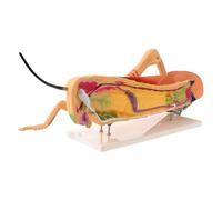 jojofuny Insect Anatomy Model for Entomology Teaching with Accurate Representation and Removable Structure, Pvc Material Suitable for Laboratory Exercises and Science Classroom Use