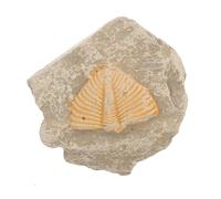 jojofuny Trilobite Sample Random Shape for Educational Purposes, Enrich Students Knowledge and Develop Creativity, for Student Teaching and Science Learning