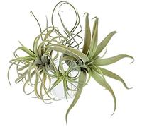 Jojomino 4Pack Plants Flowers Faux Flocking Tillandsia Bromeliads Home Decor