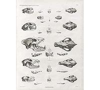 Jomard Egyptian Carnivore Animal Skulls Art Print Canvas Premium Wall Decor Poster Mural