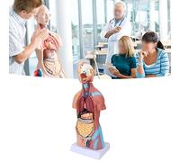 Jonlaki Human Torso Model, Life Size Human Body Model Human Brain and Skeleton Model Human Anatomy Models Sciences Learning Kit for School Education Display