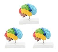 Jooehyer 3X Right Hemisphere of Brain Human Body Model Education Brain Model 1:1 for Student Teaching Study Assembling Model