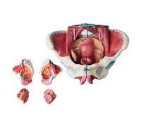 Jooehyer Disassembled Female Pelvis Anatomy Model PVC Female Pelvis with Floor Muscle,Nerves Model Lab Supplies,Uterine Pelvic