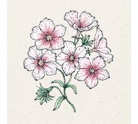 Jora Dahl "Blushing Bride" Summer Phlox - 1 Pkg