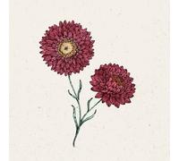 Jora Dahl Helichrysum Bracteatum "Scarlet" Strawflower - 1 Pkg