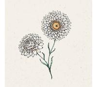 Jora Dahl Helichrysum Bracteatum "White" Everlasting Flower - 1 Pkg