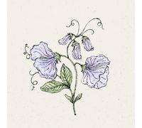 Jora Dahl Lathyrus Odoratus "spring sunshine light blue" Sweet Pea - 1 Pkg