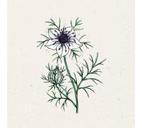 Jora Dahl Nigella papillosa "African Bride" - Love-in-a-Mist - 1 Pkg