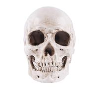 Jorzer Halloween Realistic Skull Head Halloween Realistic Skull Anatomical Skeleton Life-size Replica Human Head Bone Model