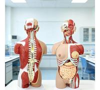 JOSBY Dual-Sex Human Torso Model, 85cm/33.4in Life- Size Human Trunk Anatomical Model, with 29 Removable Human Organs, Medical Training Aid, Thoracic Anatomical Model, for School Education Display