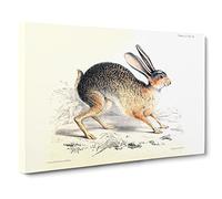 Joseph Wolf Black tailed Jack rabbit Canvas Print | Gallery Wrapped 30mm Frame Wall Art | 30x20 inches | Ready to Hang | Retro Animals Picture | Living Room Bedroom Lounge Office