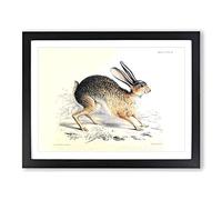 Joseph Wolf Black tailed Jack rabbit Vintage Framed Print | A3 Black Framed Wall Art | Ready to Hang | Classic Animal Picture | Living Room Bedroom Lounge Office