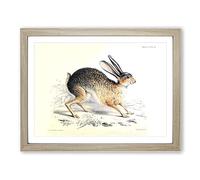 Joseph Wolf Black tailed Jack rabbit Vintage Framed Print | A4 Oak Framed Wall Art | Ready to Hang | Classic Animal Picture | Living Room Bedroom Lounge Office