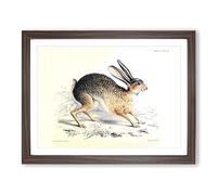 Joseph Wolf Black tailed Jack rabbit Vintage Framed Print | A4 Walnut Framed Wall Art | Ready to Hang | Classic Animal Picture | Living Room Bedroom Lounge Office