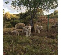 Josephine Foster - No Harm Done