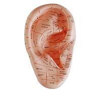 Joskeijky English Version Ear Acupuncture Earpins Model Model Auricular Application Model Ear Acupuncture Points Model