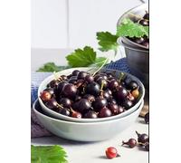 Jostaberry -Ribes jostaberry/jostabes - blackcurrant and gooseberry in 15 cm Pot - 50cm Height - Tasty Berries - 100% organically Grown Fruit