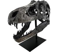 JOTNBOBO Dinosaur Skull Statue,Dinosaur Sculptures Bracket Tyrannosaurus Skull Replica Decoration Skull Bones Resin Replica with Bracket for Home Office Decor Shelf Display