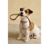 Rosewood x Joules Tan Dog Lead - Durable Leather and Webbing Detail, Stylish Design with Brushed Metal Clip, Premium Pet Accessory