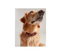 Joules Heritage Tweed Leather Collar - Red - Extra Large