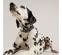 Joules Leather Dog Collar