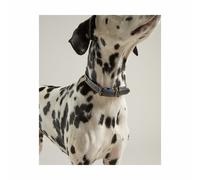 Joules Leather Dog Collar Crafted from built-to-last leather this comfortab...