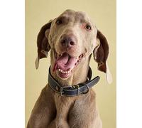 Joules Navy Leather Dog Collar Navy