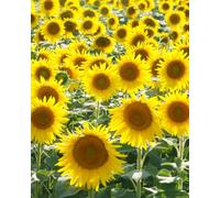 Journal: 8x10 Sunflower Paperback Notebook with 100 lined pages to record your daily thoughts, insights, and experiences
